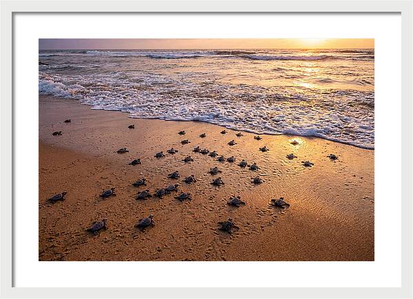 Baby Sea Turtles Journeying Home