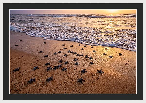 Baby Sea Turtles Journeying Home