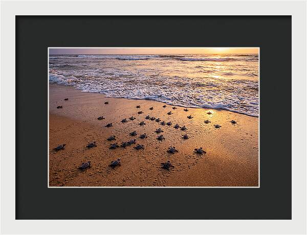 Baby Sea Turtles Journeying Home
