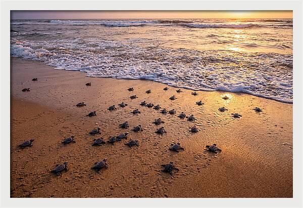 Baby Sea Turtles Journeying Home