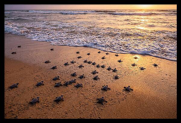 Baby Sea Turtles Journeying Home