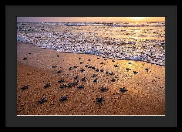Baby Sea Turtles Journeying Home