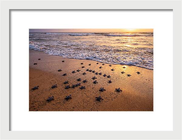 Baby Sea Turtles Journeying Home