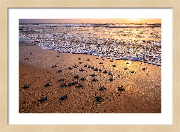 Baby Sea Turtles Journeying Home