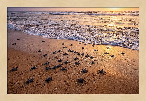 Baby Sea Turtles Journeying Home