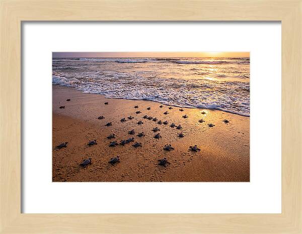 Baby Sea Turtles Journeying Home