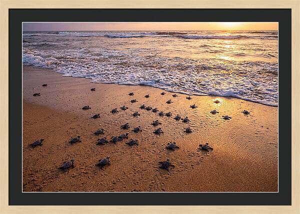 Baby Sea Turtles Journeying Home
