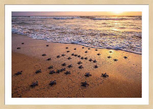 Baby Sea Turtles Journeying Home