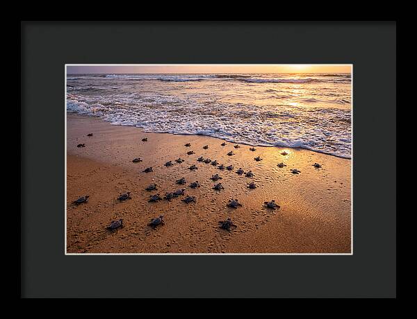 Baby Sea Turtles Journeying Home
