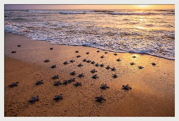 Baby Sea Turtles Journeying Home