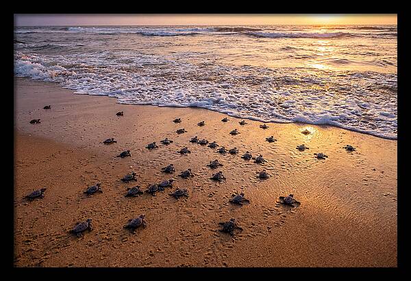 Baby Sea Turtles Journeying Home