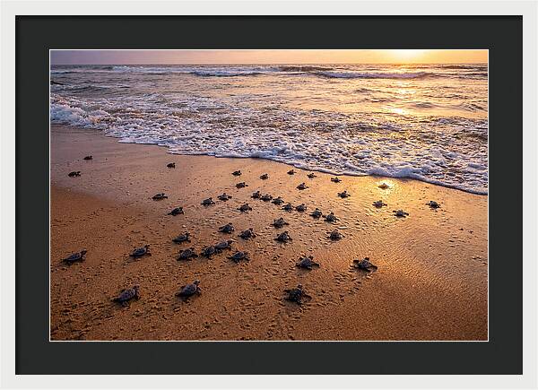 Baby Sea Turtles Journeying Home