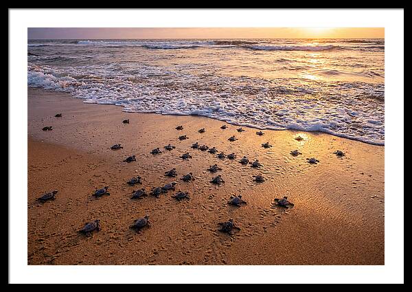 Baby Sea Turtles Journeying Home