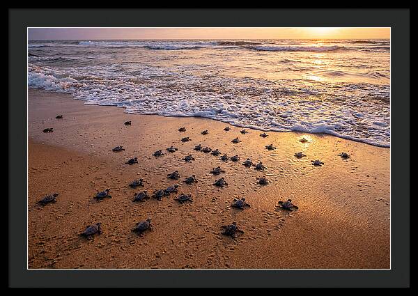 Baby Sea Turtles Journeying Home
