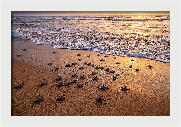 Baby Sea Turtles Journeying Home