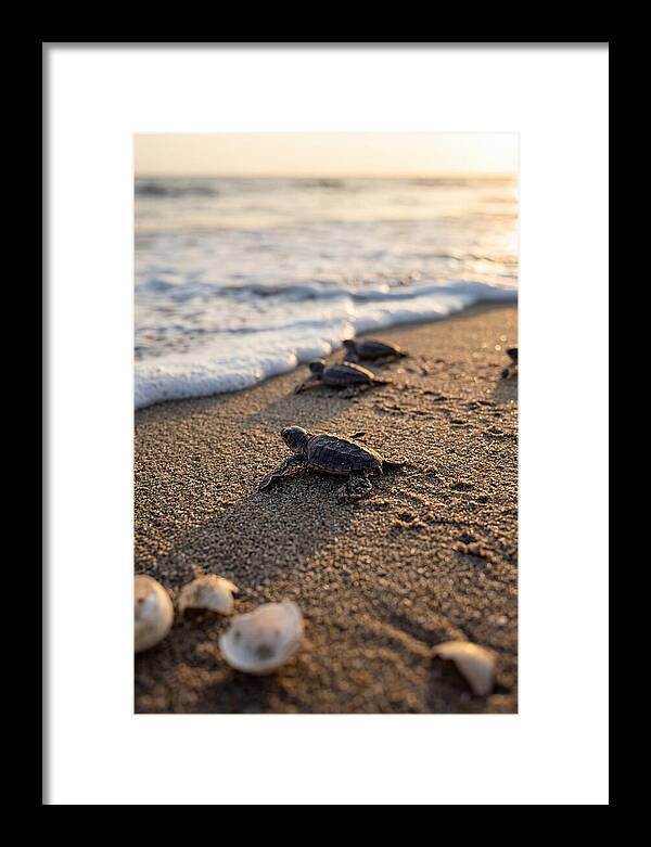 Baby Sea Turtles Journeying To Freedom
