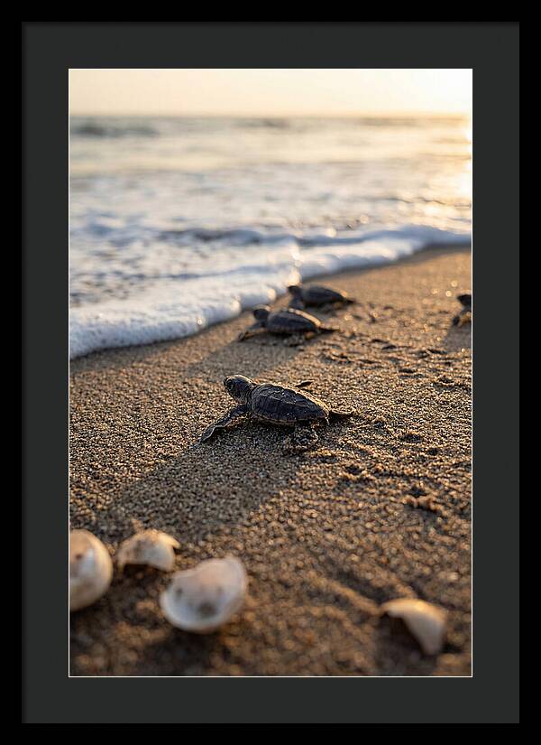 Baby Sea Turtles Journeying To Freedom