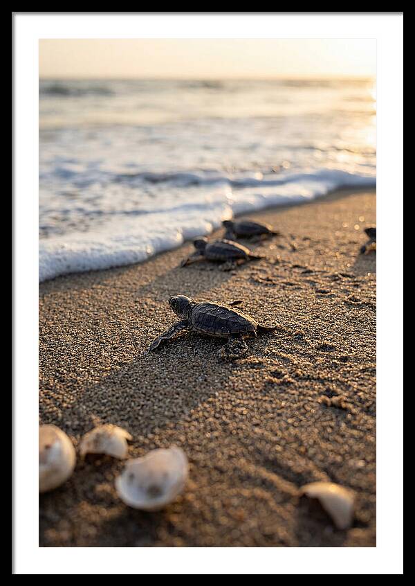 Baby Sea Turtles Journeying To Freedom