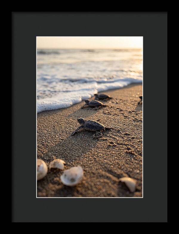 Baby Sea Turtles Journeying To Freedom