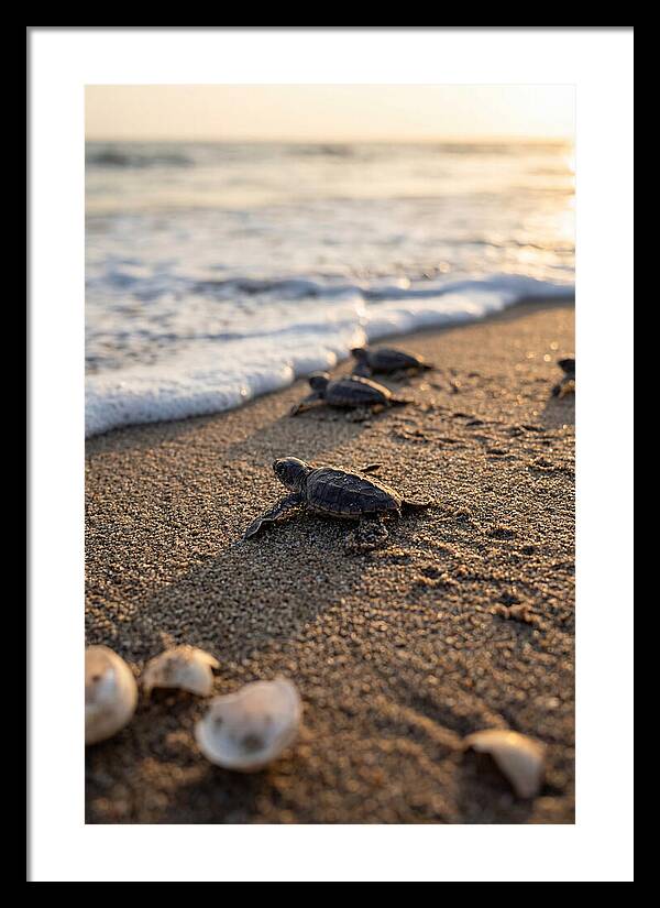 Baby Sea Turtles Journeying To Freedom