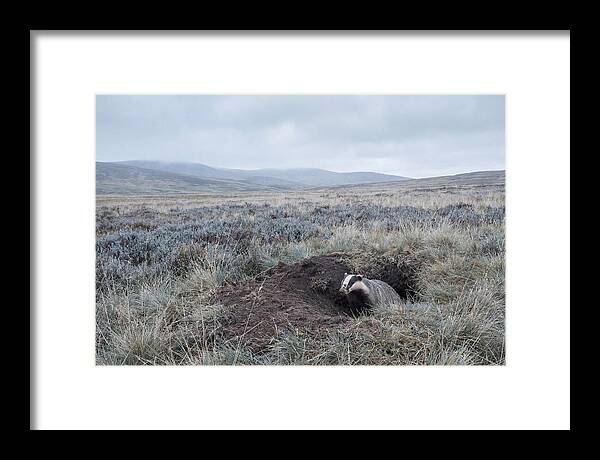 Badger Emerging From Burrow