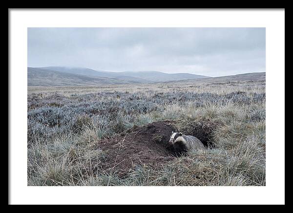 Badger Emerging From Burrow