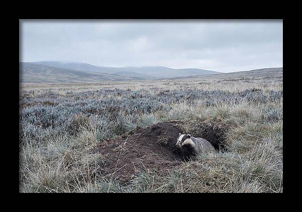 Badger Emerging From Burrow