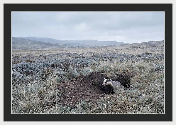 Badger Emerging From Burrow