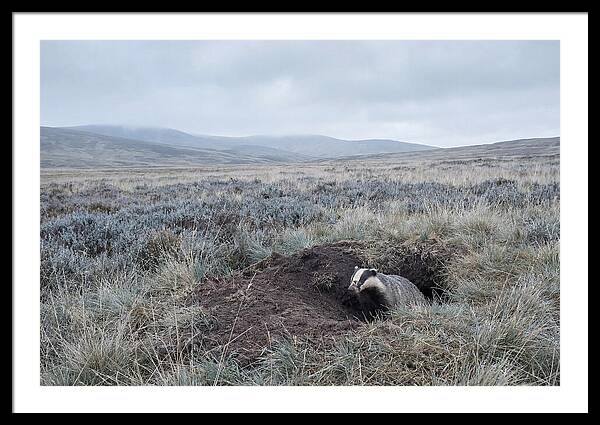 Badger Emerging From Burrow