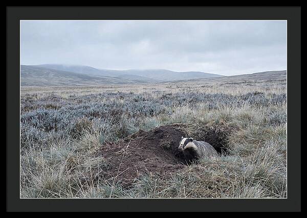 Badger Emerging From Burrow