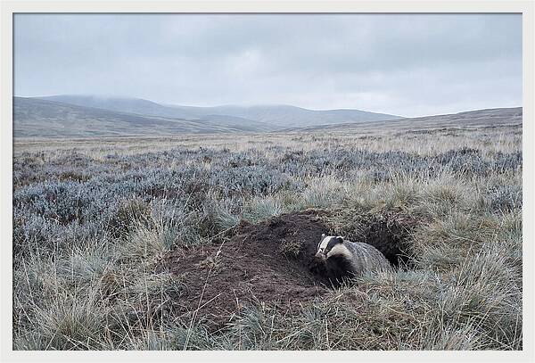 Badger Emerging From Burrow