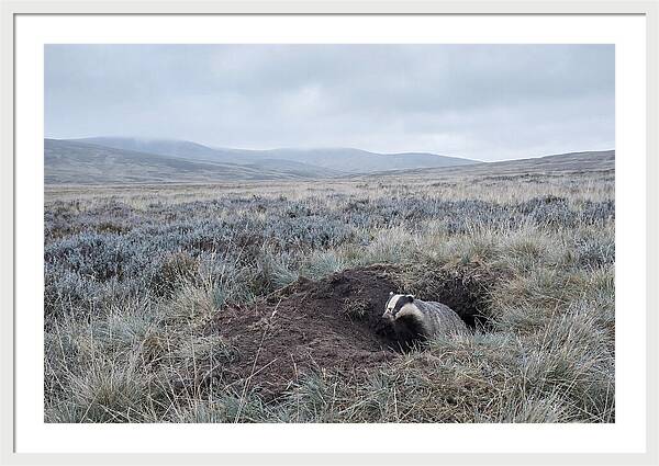 Badger Emerging From Burrow