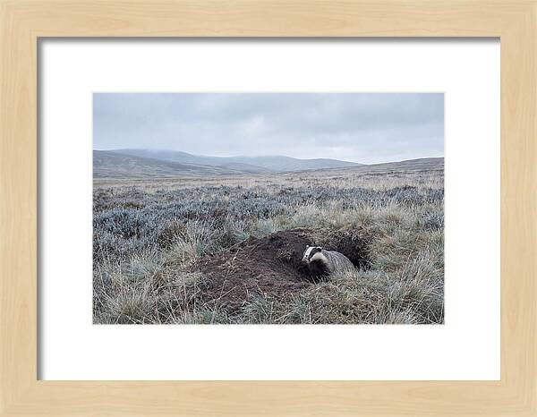 Badger Emerging From Burrow