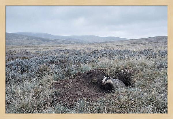 Badger Emerging From Burrow