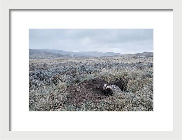 Badger Emerging From Burrow