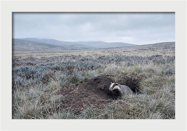 Badger Emerging From Burrow
