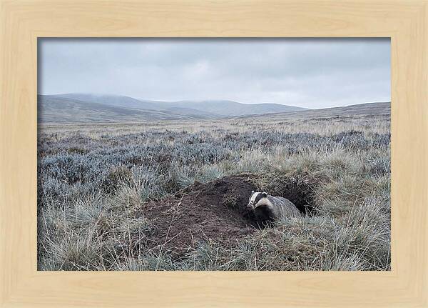 Badger Emerging From Burrow
