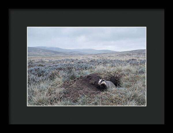 Badger Emerging From Burrow