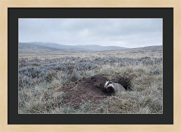 Badger Emerging From Burrow