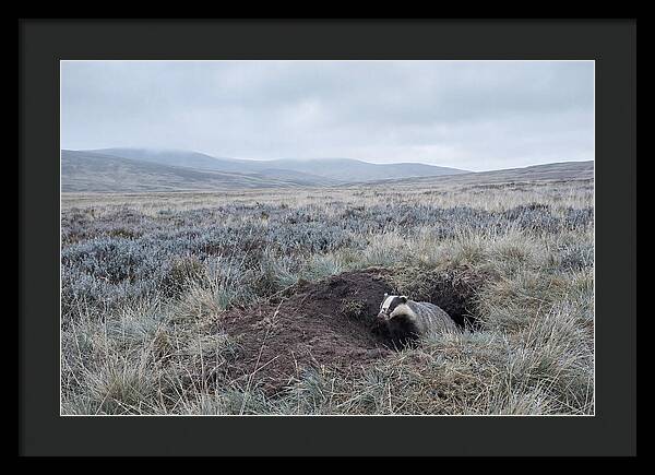 Badger Emerging From Burrow