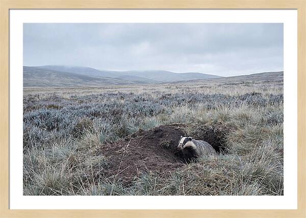 Badger Emerging From Burrow
