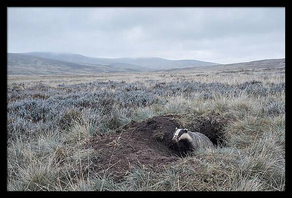 Badger Emerging From Burrow