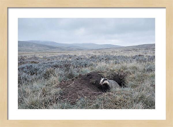 Badger Emerging From Burrow