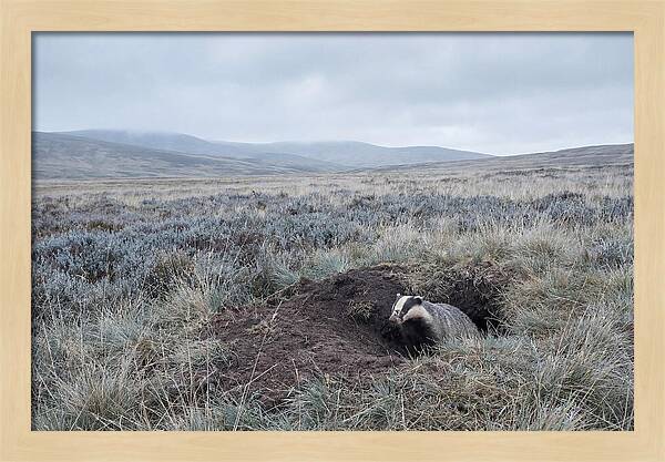 Badger Emerging From Burrow
