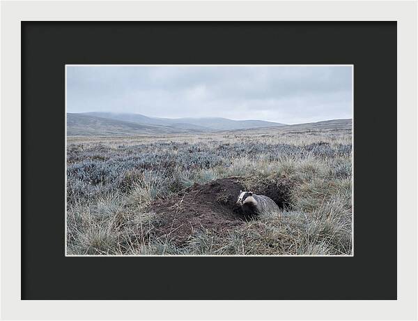 Badger Emerging From Burrow