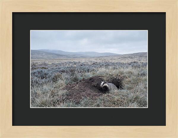 Badger Emerging From Burrow