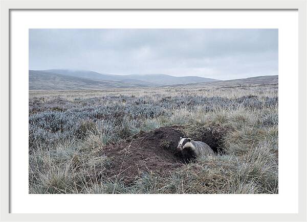 Badger Emerging From Burrow