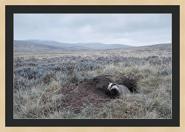 Badger Emerging From Burrow