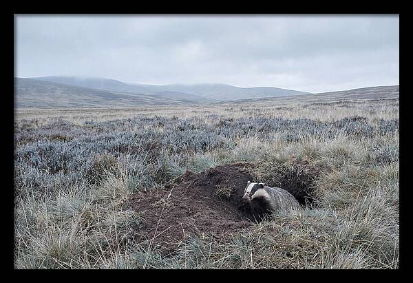 Badger Emerging From Burrow