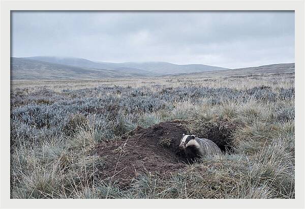 Badger Emerging From Burrow